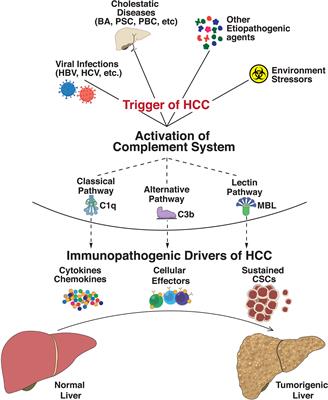 “Complimenting the Complement”: Mechanistic Insights and Opportunities for Therapeutics in Hepatocellular Carcinoma